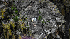 20190614 5222CPw [R~GB] Heringsmöwe, Castlemartin Range, Wales