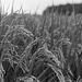 Ears of rice plant