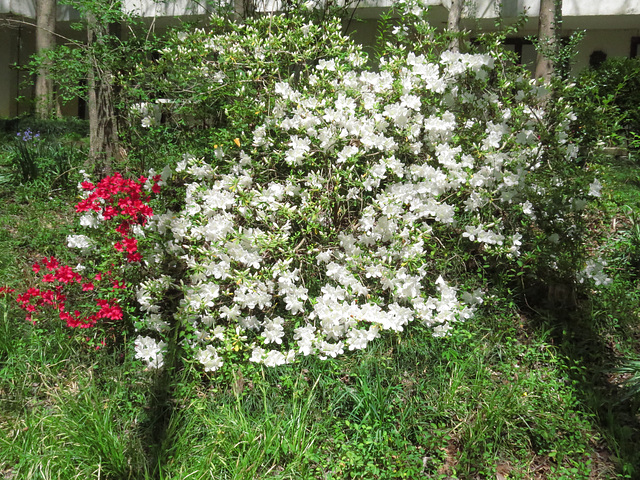 Azaleas