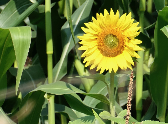 Sonnenblume mit Besuch :)