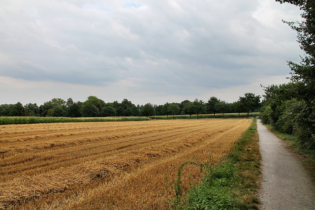 Feld bei der Schievenfeld-Siedlung (Gelsenkirchen-Erle) / 25.07.2022