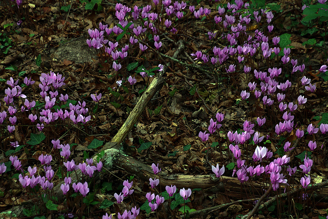 Ma promenade en forêt , hors des sentiers battus , pour photographier des champignons .