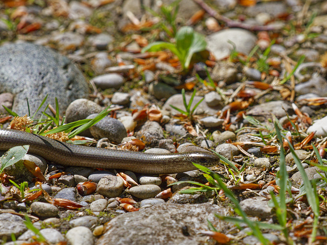 in der Au _ Blindschleiche / l'orvet