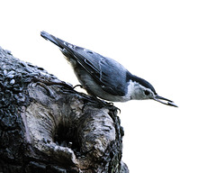 Nuthatch with a seed