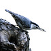 Nuthatch with a seed