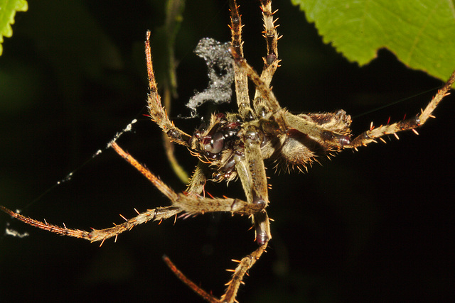 IMG 8852spider