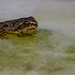 67/366: Adorable Froglet