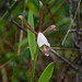 Cleistesiopsis oricamporum (Small Coastal Plain Spreading Pogonia orchid)