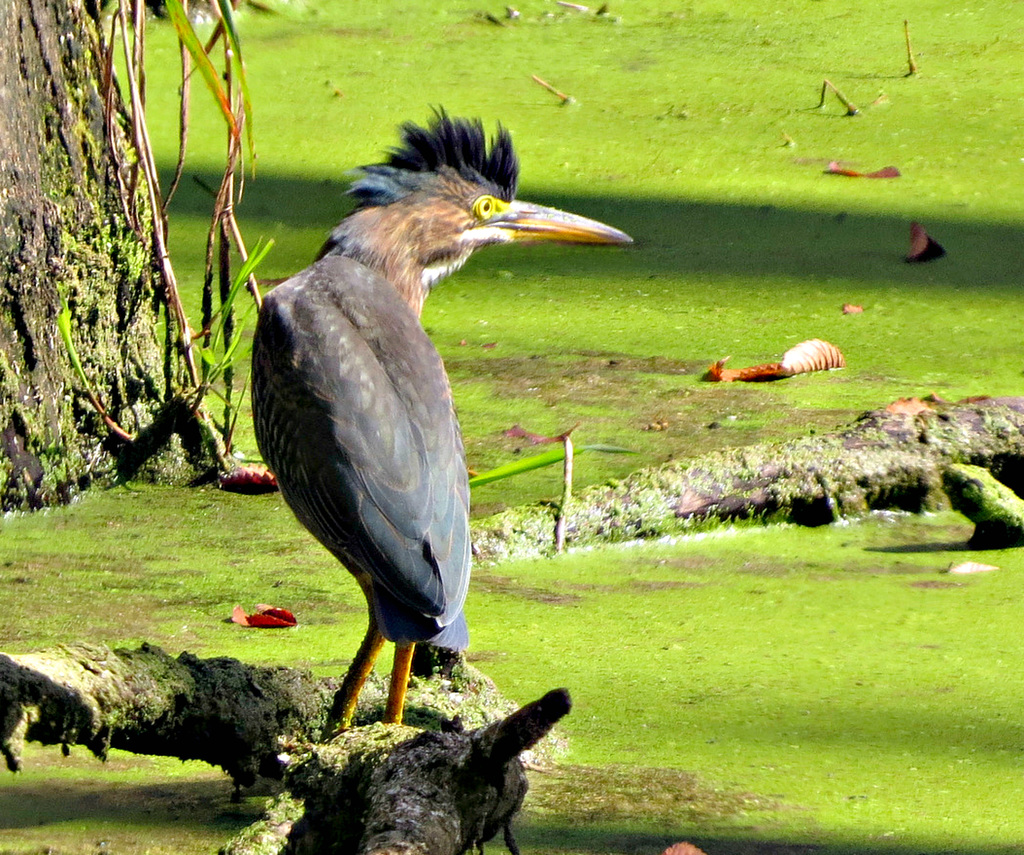 Green Heron