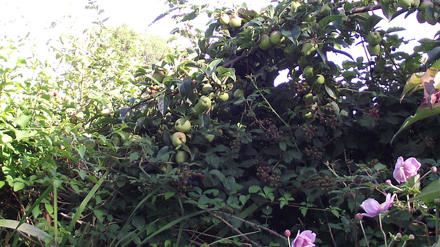 Apples with blackberries under them