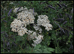 Tanacetum macrophyllum et genêt en fruits