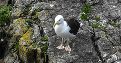 20190614 5223CPw [R~GB] Heringsmöwe, Castlemartin Range, Wales