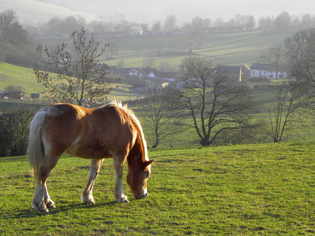 Horse Power