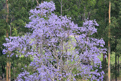 321/366 distant Jacaranda