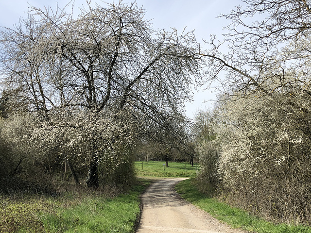 Auf dem Weg nach Bachem