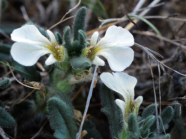 Ajuga iva , Lamiales