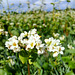 Echter Buchweizen / Gemeiner Buchweizen (Fagopyrum esculentum)