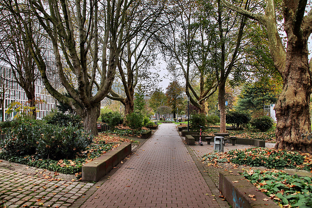 Weg im Stadtgarten (Dortmund-City) / 9.11.2024