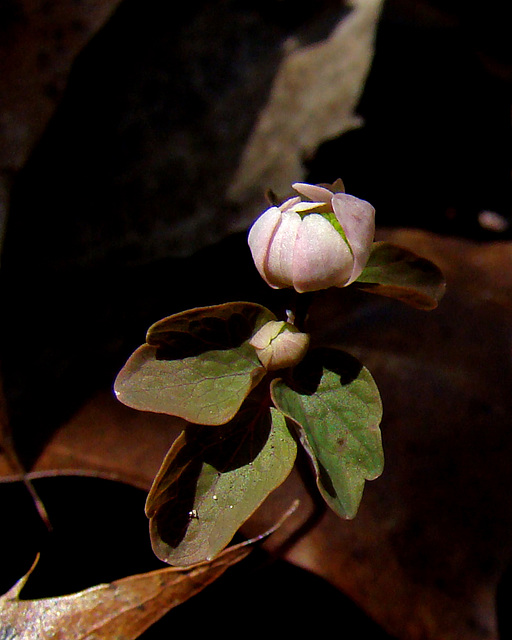 Rue Anemone Bud