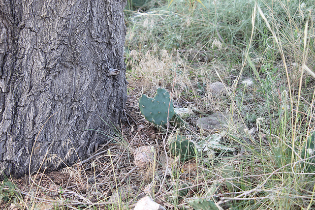 heart cactus