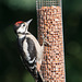 Great Spotted Woodpecker