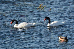 Argentino Lake, A Pair of Black-necked Swans