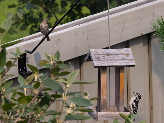 Odd Couple at the Feeder