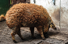 20200516 7348CPw [D~HF] Ungarisches Wollschwein, [Mangalica-Schwein] Herford