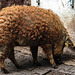 20200516 7348CPw [D~HF] Ungarisches Wollschwein, [Mangalica-Schwein] Herford