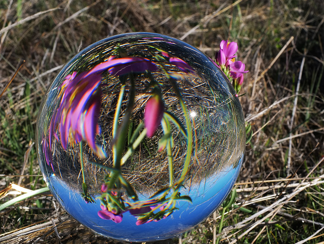 Centaurium erythraea , Gentianales