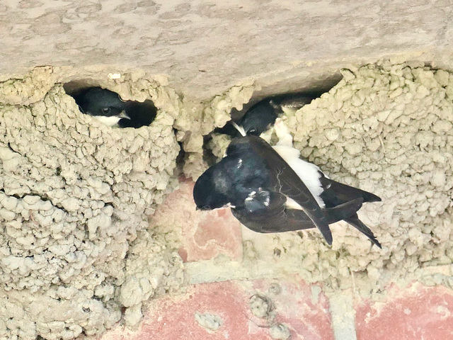Junge Mehlschwalben Junge Mehlschwalben