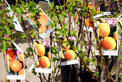 On the market (apricot trees)