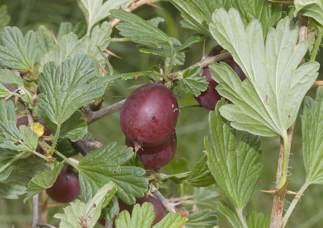 IMG 0061Hinnomaki Red Gooseberry-1