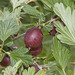 IMG 0061Hinnomaki Red Gooseberry-1