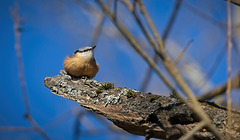 Der Kleiber (Sitta europaea) ist brav sitzen geblieben :)) The Nuthatch (Sitta europaea) stayed put :)) La Sittelle torchepot (Sitta europaea) est restée sur place :))