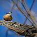 Der Kleiber (Sitta europaea) ist brav sitzen geblieben :)) The Nuthatch (Sitta europaea) stayed put :)) La Sittelle torchepot (Sitta europaea) est restée sur place :))