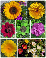 a tour through the garden  ❁  ✾ ❃