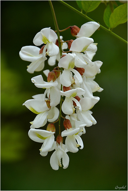 Acacia