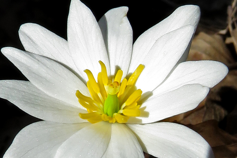 Bloodroot Flower