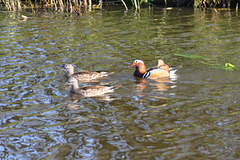 Mandarin Ducks