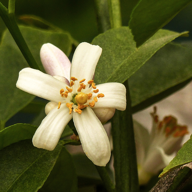 Mystery flower