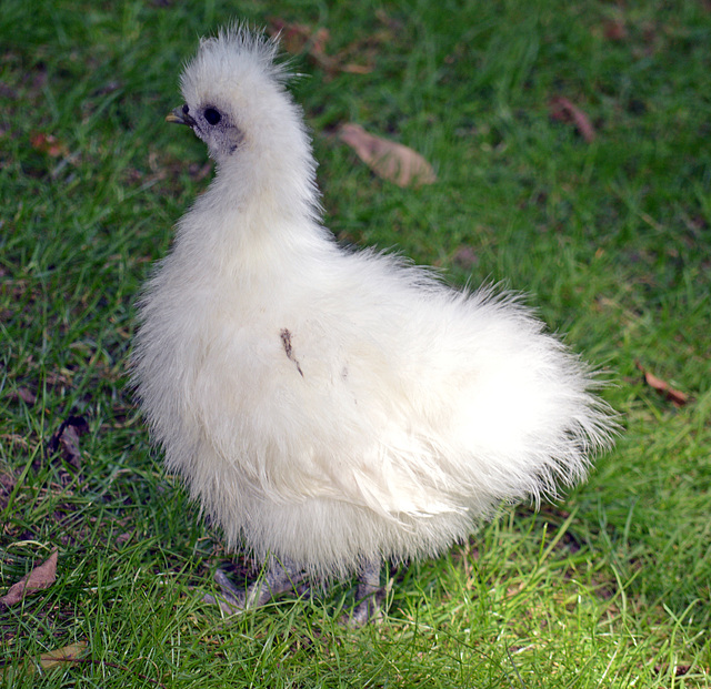 Bei diesem Anblick denke ich irgendwie an Ostern