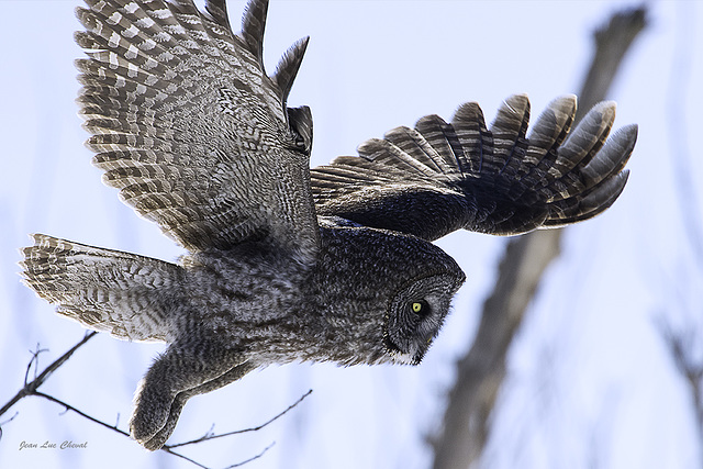 Chouette Lapone - Great Gray Owl