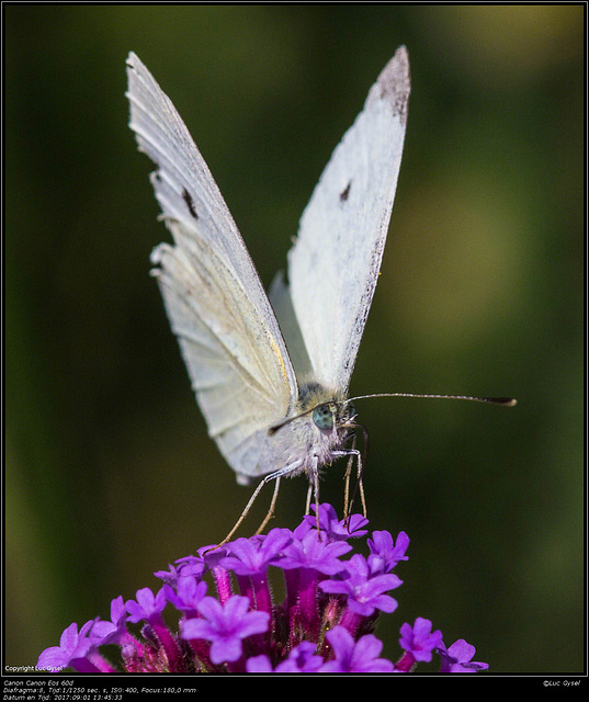 IMG 6754.jpgVinders macro 180mm