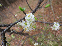 Chickasaw plum