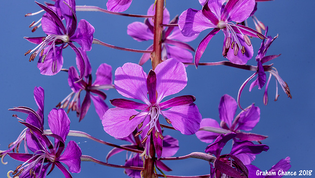 Rosebay willowherb