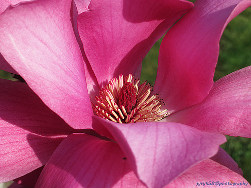 Magnolia Flower