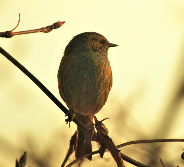 Gorgeous Wee Wren