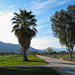 Palm Springs / virus / park! (# 0166)