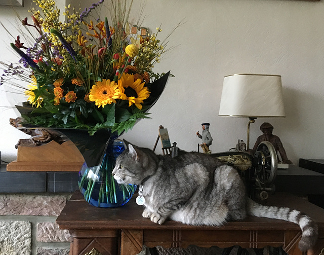 Babou et les fleurs